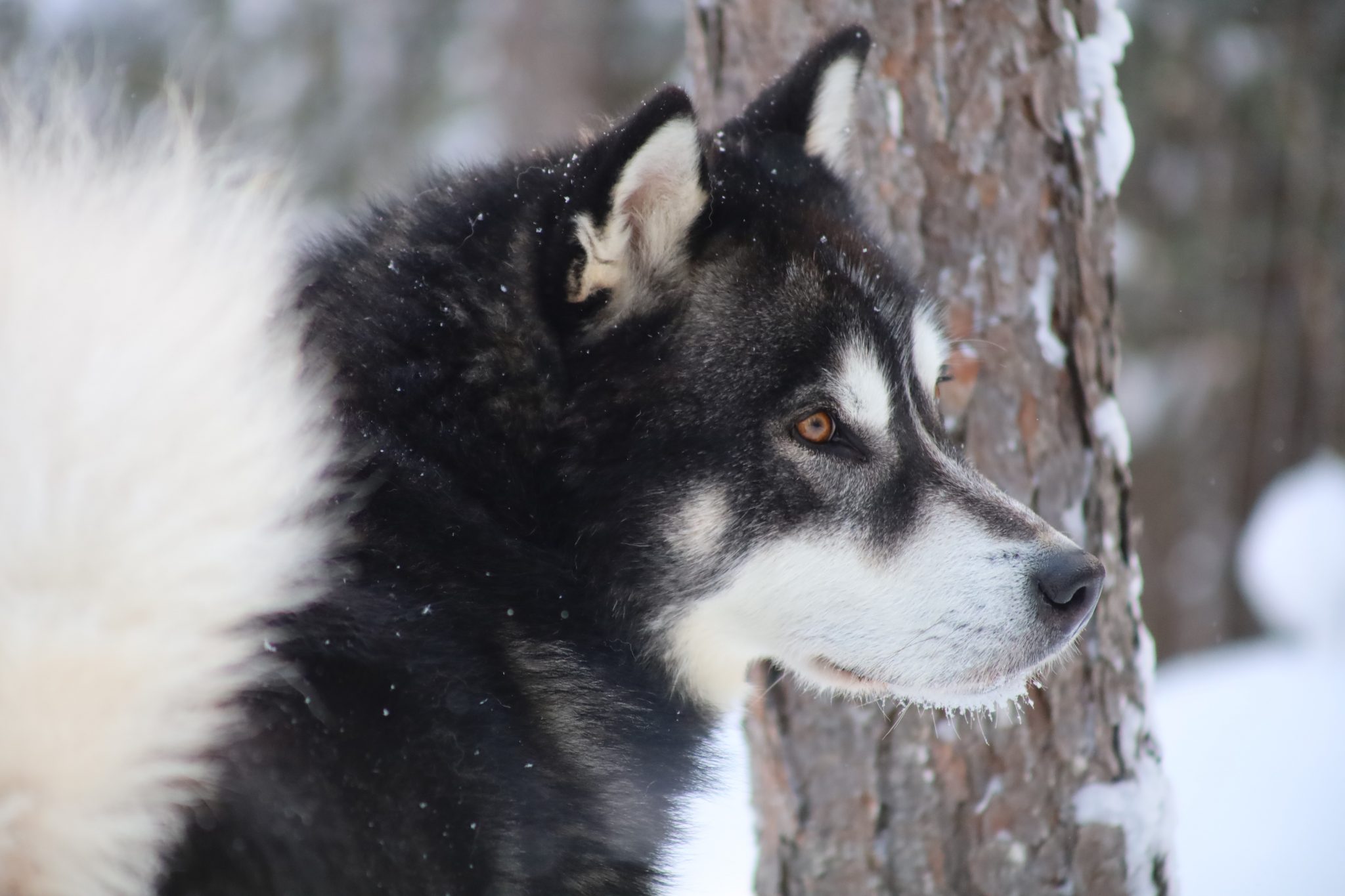 Nordiclight Malamute Éleveur Canadien de Malamutes d'Alaska, chenil