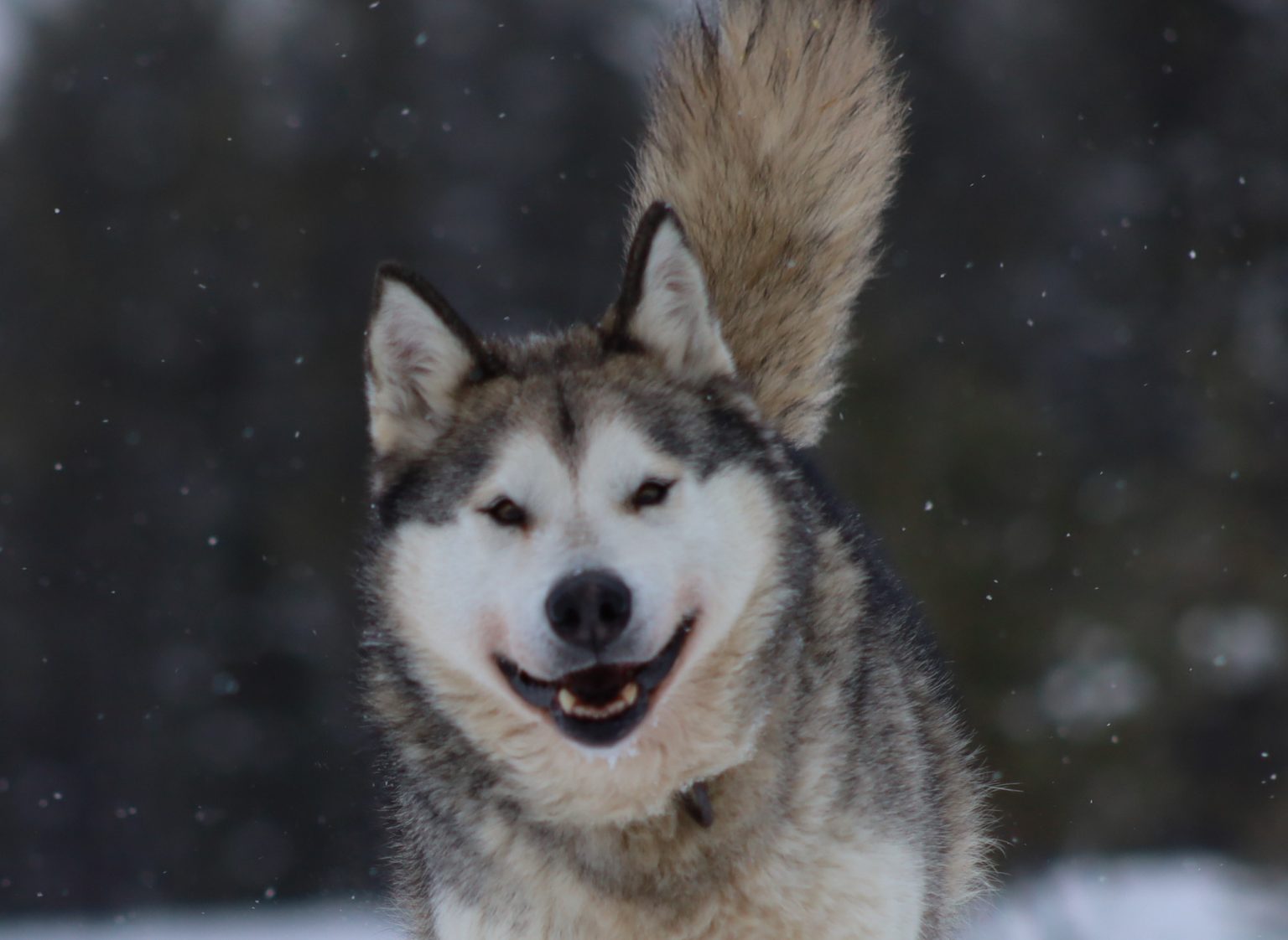 Nordiclight Malamute Éleveur Canadien de Malamutes d'Alaska, chenil