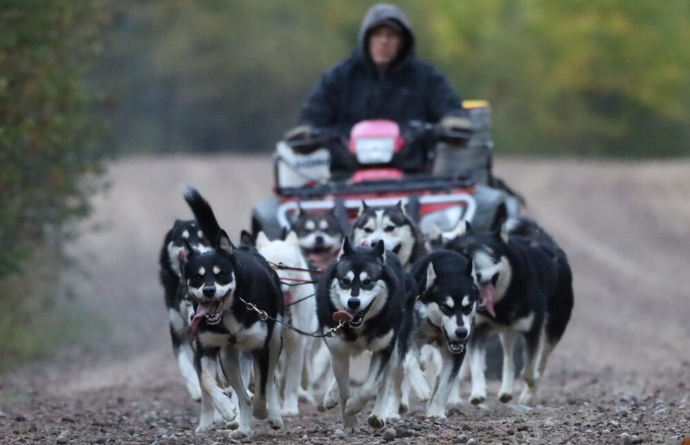 Nordiclight Malamute